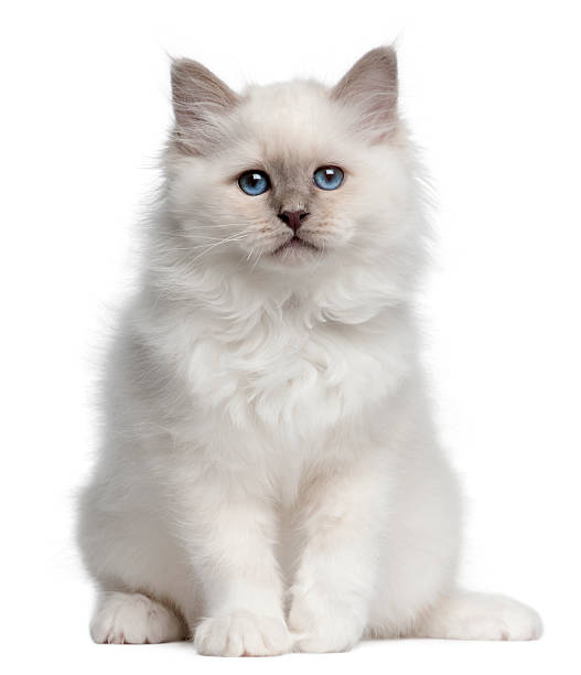 Information about Birman cats, Know the fats,behaviour and temperament of birman cat 