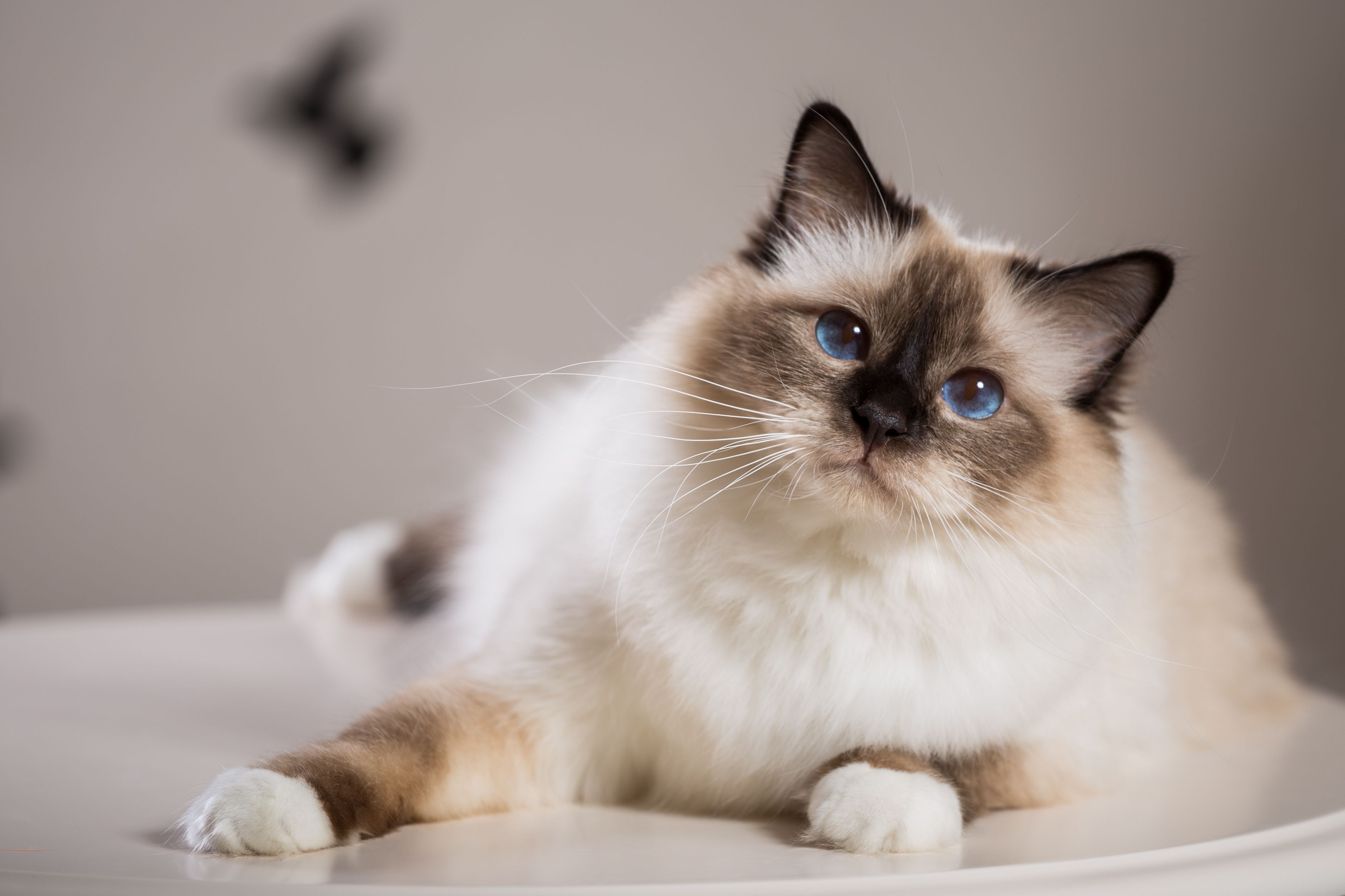 How can you tell if your cat is sick and needs veterinary attention