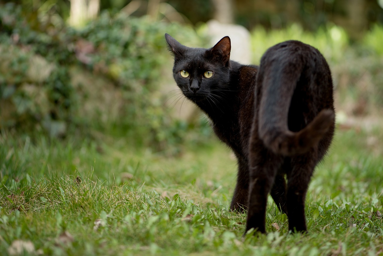 What are the hidden secrets of black kitten