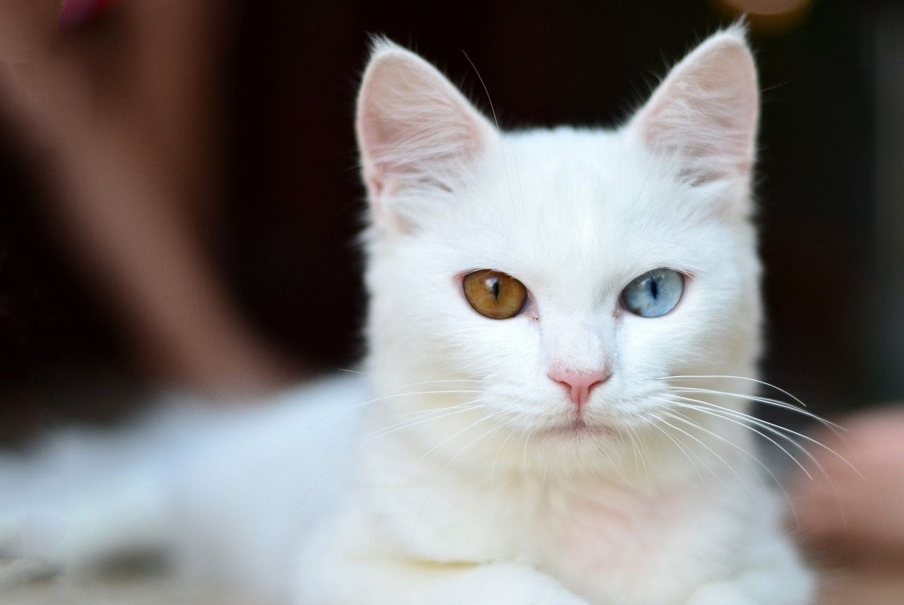 How to maintain the white cat fur quality