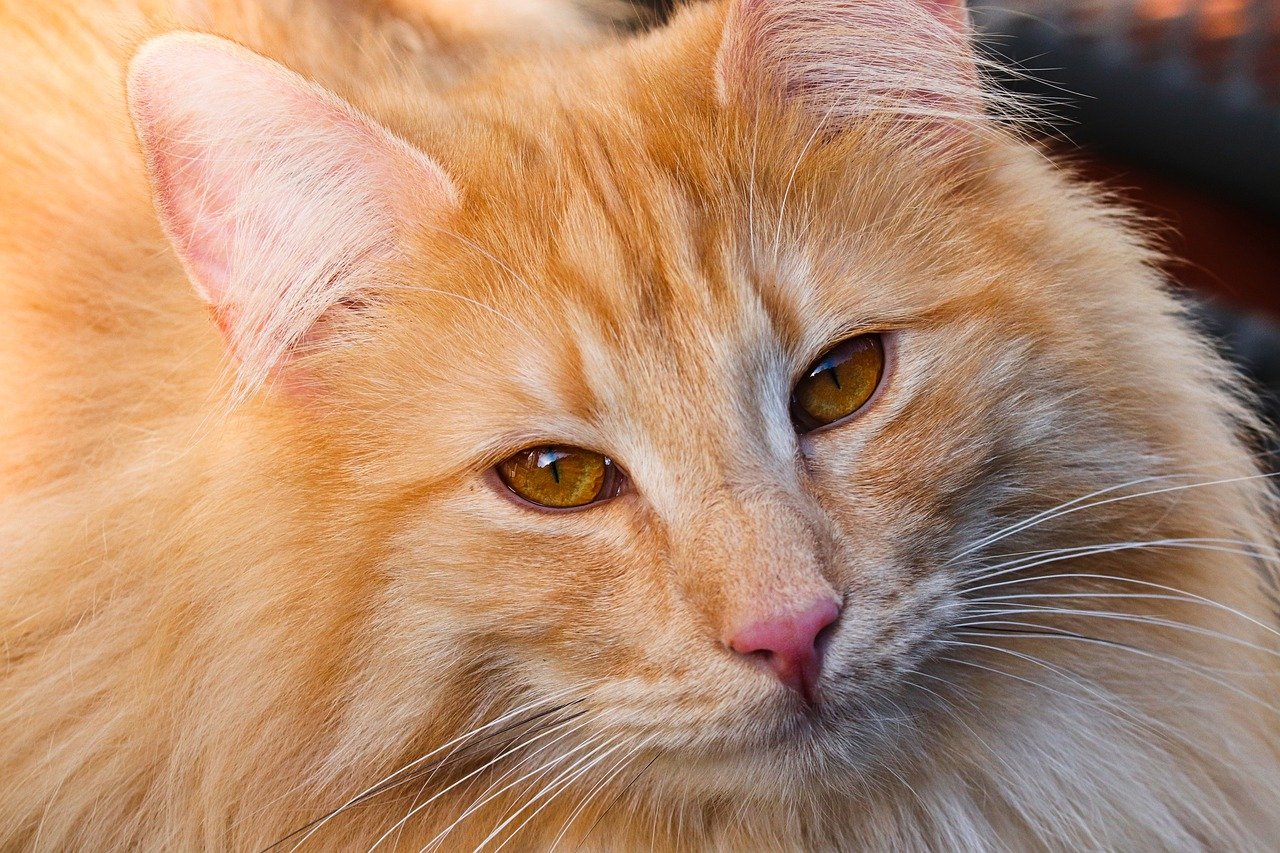 What are the best practices for grooming different cat breeds