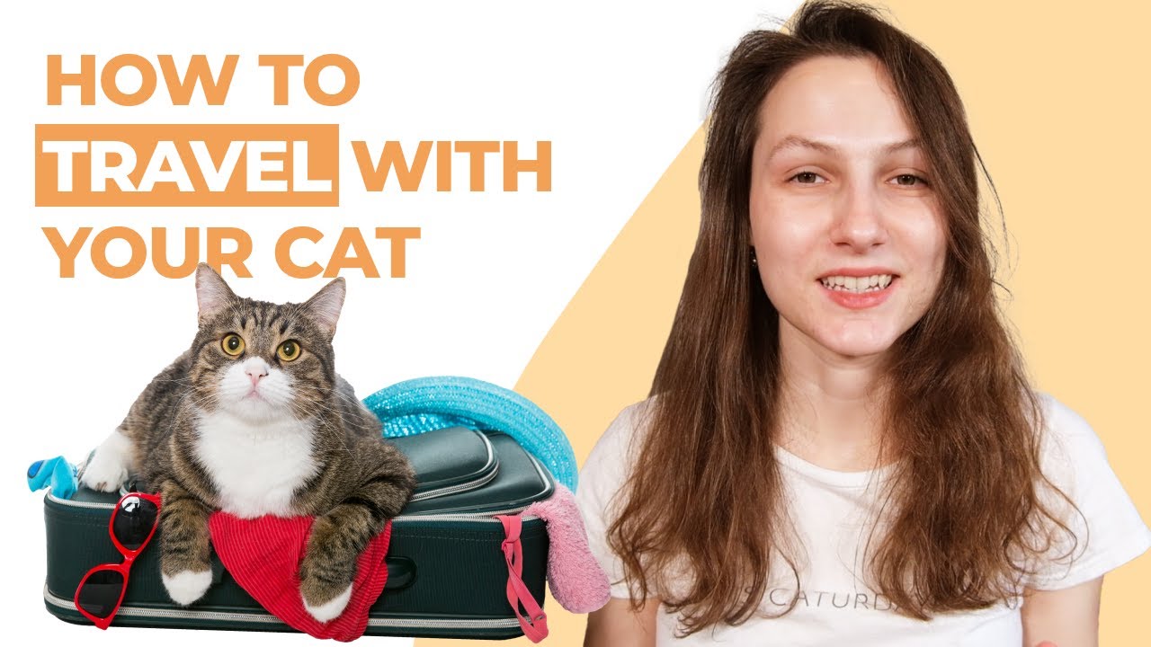 What are some tips for traveling with a cat