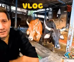 Janet Ka School Project Bana Mazedaar | जैनेट का स्कूल प्रोजेट / 3