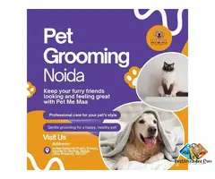 Professional Pet Grooming in Noida – Keep Your Pet Happy & Pampered