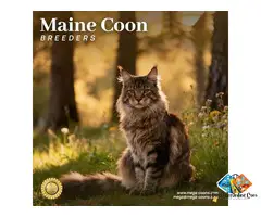 Maine Coon *****ers: Dedicated to Quality, Health, and Exceptional Feline Lineage
