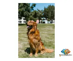 Golden Retriever Puppies Tennessee: Home-Raised Puppies for Loving Families