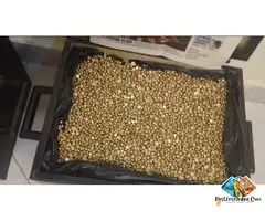 23k gold bars for sell in Agua Santa Brazil