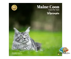 Maine Coon Cats: Beautiful, Well-Bred, And Loving Feline Companions