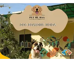 Puppy Daycare Near Me in Noida
