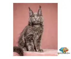 Maine Coon Healthy, Purebred Kittens From Trusted *****ers