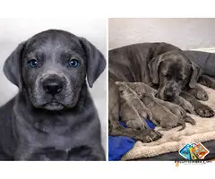 Pet for Adoption