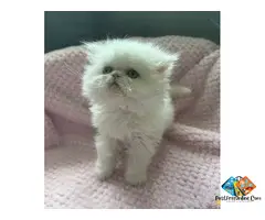 Persian Kitten in Palm Coast, Florida