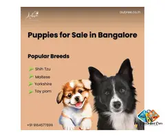 Certified Yorkshire Terrier Puppies in Bangalore | Ethical Home by Aubree