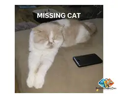 Exotic Shorthair Cat lost in The Hague, South Holland