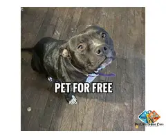 American Pit Bull Terrier Dog for free Detroit, Michigan