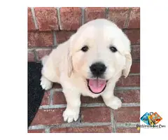 Cream Golden Puppies in Nashville: Healthy & Family-Raised
