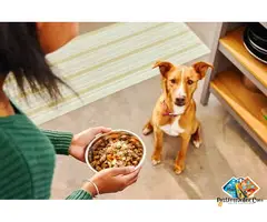 Dog Creche in Noida with Loving Care – Pet Me Maa