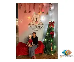 Dog Creche in Noida with Loving Care – Pet Me Maa