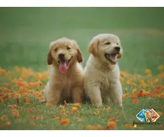 Golden Retriever Puppies in TN: Health Testing and Ethical Practices