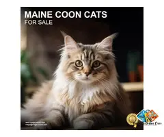 Maine Coon Cats: Majestic Companions with Gentle Hearts