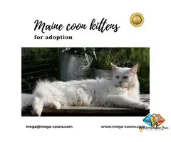Maine coon kittens for adoption: Brin***g Home a Gentle Giant
