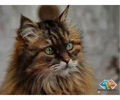Maine Coon Cats Minnesota: Gentle Giants Raised with Care