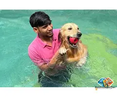What Is the Best Dog Pool Near Me for Your Pet to Swim and Play?