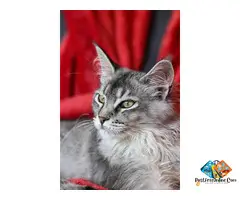 Maine Coon *****ers: Trusted *****er for Quality Kittens