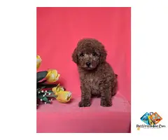 Red toy/mini poodle