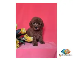 Red toy/mini poodle