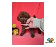 Red toy/mini poodle