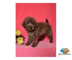 Red toy/mini poodle
