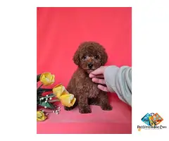 Red toy/mini poodle