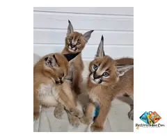 ****** & ******* Kittens