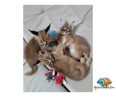 ****** & ******* Kittens