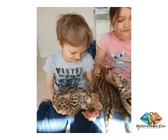 ****** & ******* Kittens