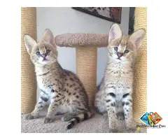 ****** & ******* Kittens