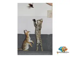******** F4 & F5 Kittens