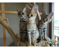 ******** F4 & F5 Kittens