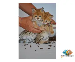 ******** F4 & F5 Kittens