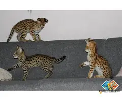 ******** F4 & F5 Kittens