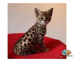 ******** F4 & F5 Kittens