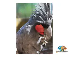 Black Palm Cockatoo Parrot