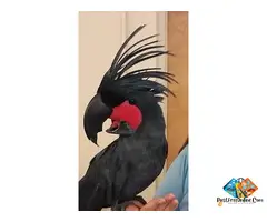 Black Palm Cockatoo Parrot