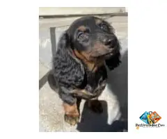 Female Miniature Dachshund Puppy in Fall River, Massachusetts