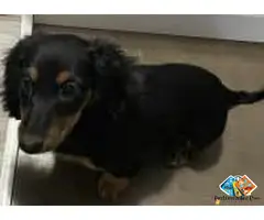 Female Miniature Dachshund Puppy in Fall River, Massachusetts