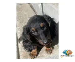 Female Miniature Dachshund Puppy in Fall River, Massachusetts