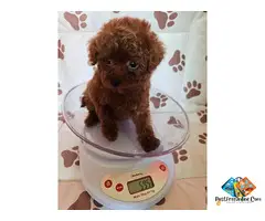 Red teacup poodle