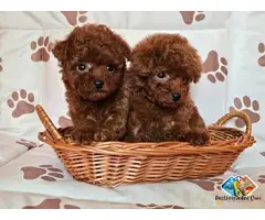 Red teacup poodle