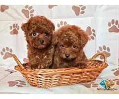 Red teacup poodle